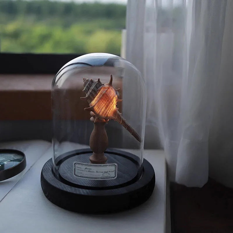 Noční lampička – Mušle v objetí světla 3